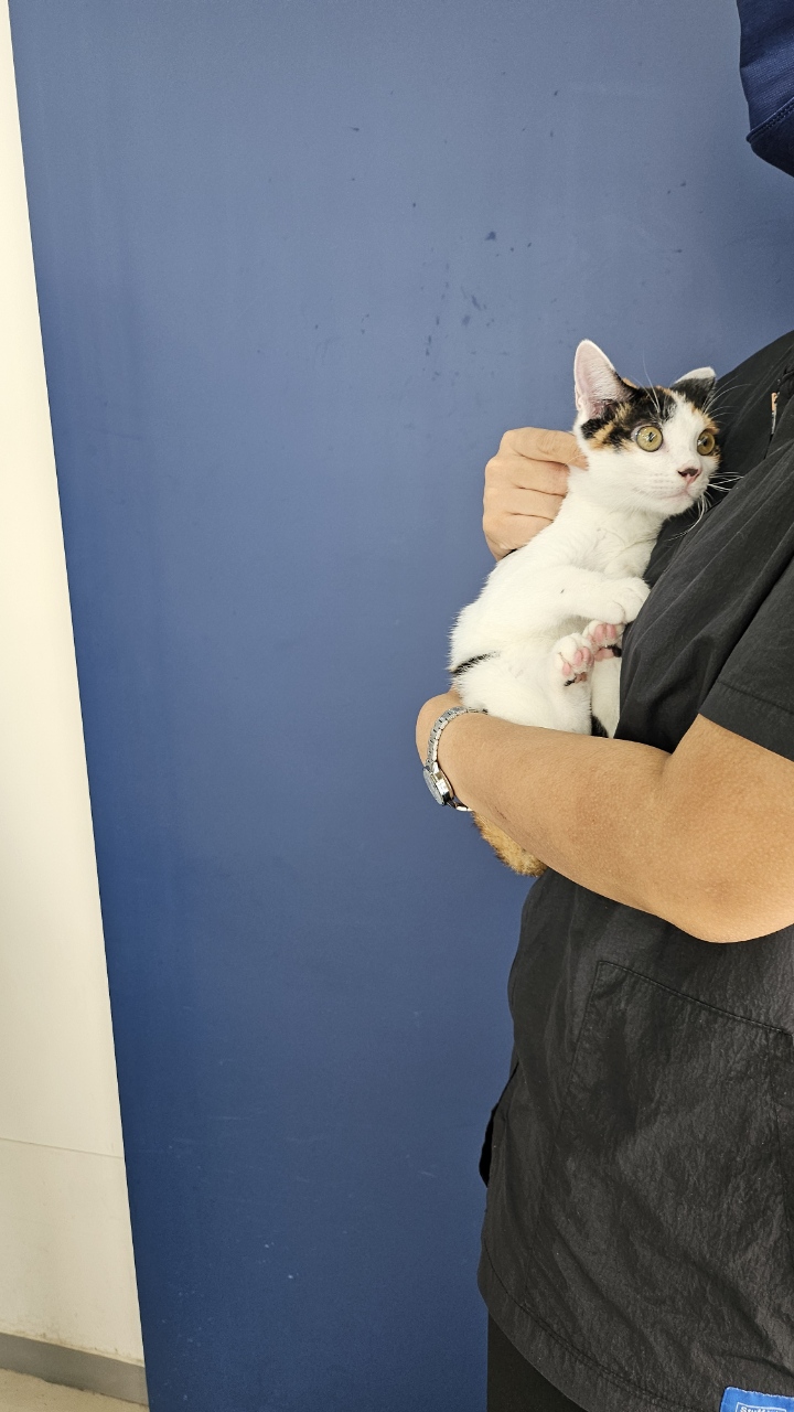 보호중 한국 고양이…